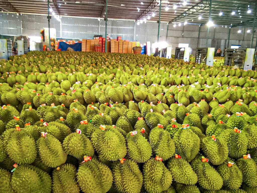 xuất khẩu sầu riêng